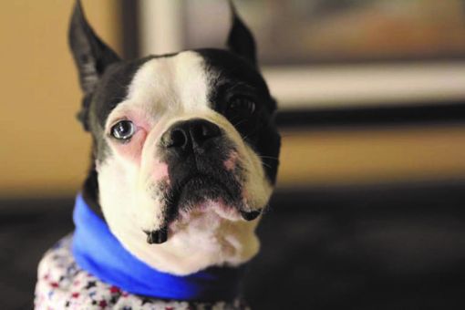 Панкреатит у собак – научные статьи о ветеринарии животных